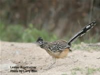 Lesser Roadrunner
